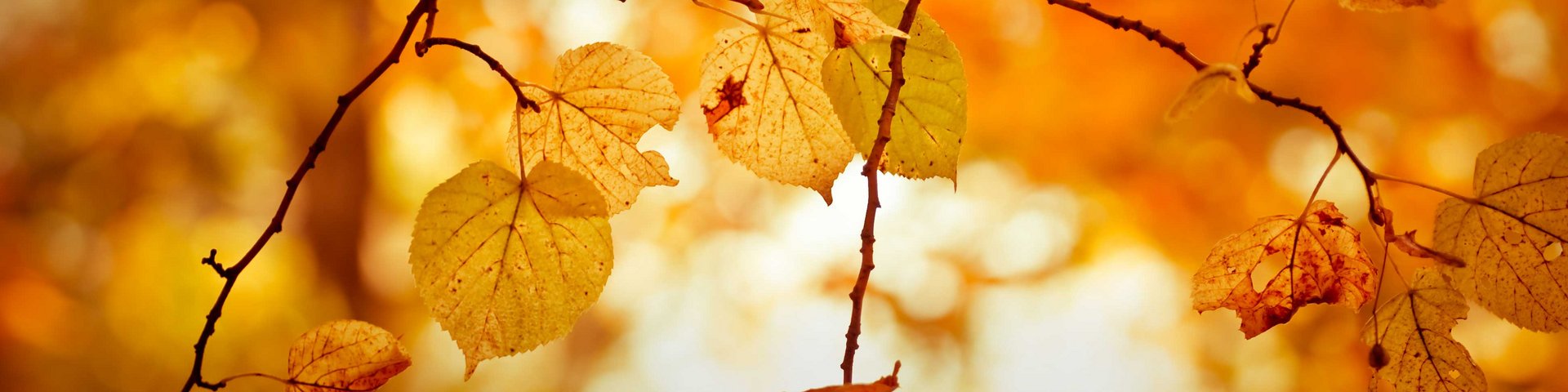 Billedet viser en række gyldne efterårsblade, der hænger fra grene. Baggrunden er sløret og har varme orange og gule nuancer, der skaber en hyggelig og varm atmosfære, typisk for efteråret.